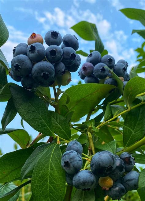 Filter by sub-region or select one of u-pick fruits, vegetables, berries. . Blueberry upick near me